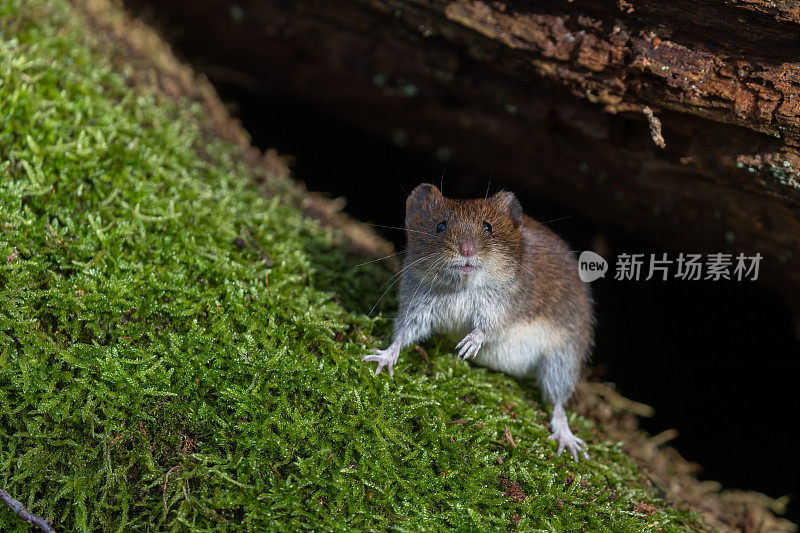 可爱的银行田鼠（Myodes glareolus）